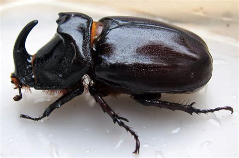 Kumbang tanduk serangga penyuka palem  KUMBANG TANDUK (Chalcosoma atlas) atau dalam bahasa Inggeris dipanggil Atlas Beetle merupakan sejenis kumbang yang terdapat di Malaysia