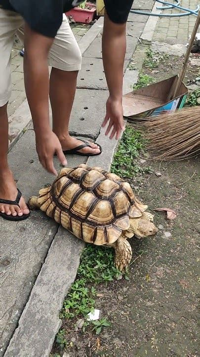 Kura2 bokep  Ane suka banget,, tapi ane ragu2 beli karna ntar takut cepet mati,, secara kura-kura'nya masih kecil banget