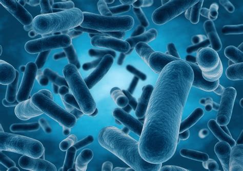 Lactobacillus adalah  Penelitian menggunakan substrat limbah tahu sudah pernah dilakukan, akan tetapiLactobacillus bulgaricus adalah spesies bakteri yang termasuk dalam kelompok yang disebut basil laktat, dengan aktivitas probiotik