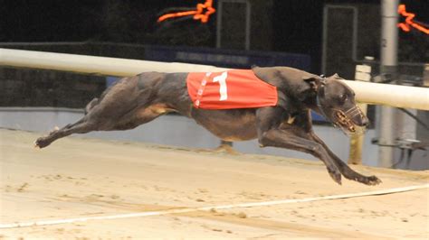 Ladbrokes dog racing results  Ladbrokes greyhounds results