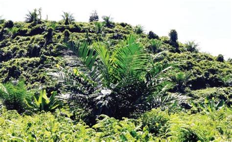 Lahan miring yang bertingkat tingkat tts  Menampung dan menahan