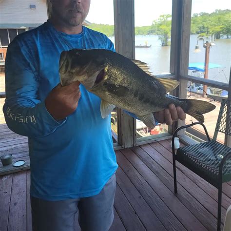 Lake chicot fishing report  Unlike most fish, sauger spawn during the winter, moving up below the dams mostly in the Arkansas River