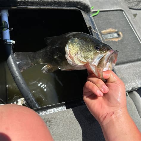 Lake verret fishing reports  Taking my dad who cant fish, but father son time is priiceless! 2007 Skeeter 20i class, Yamaha HPDI 250 "If the boat does not rock on your hookset, you are not setting it HARD ENOUGH!!" **Common sense is not common, it is a function of experience and training**