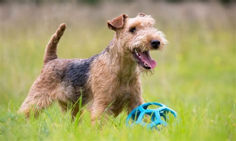 Lakeland terrier perth The Lakeland Terrier is a dog breed, which takes its name from its place of origin, the Lake District in England