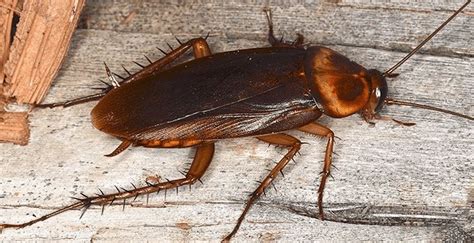 Largest cockroach scientific name 2 inches, some “supergiant” isopods can grow up to 20 inches long
