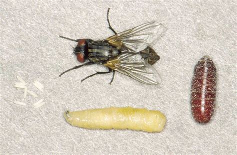 Larvas de mosca significado espiritual La entomología forense implica el uso de insectos, principal- mente larvas de moscas, para estimar el intervalo post-mor- tem (IPM) en función de las tasas de desarrollo y la ecología de sucesión de insectos específicos que se alimentan de ca- dáveres