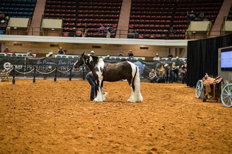 2024 Las Vegas by way of Fort Worth Results - PREMIER HORSE SALES