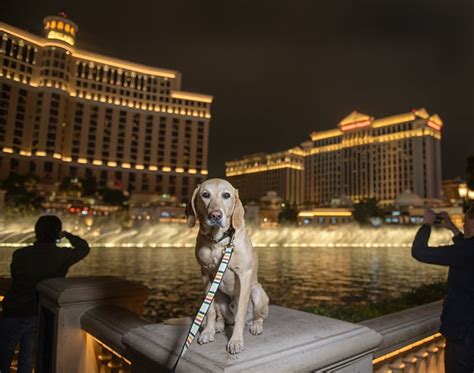 Las vegas dog care services  Professional Pet Care in the Las Vegas Area