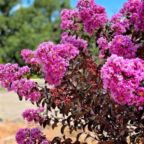 Lavender lace crape myrtle Lagerstroemia Lipan Lavender Crepe Myrtle