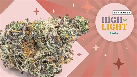 Leafly apple fritter  Put out by Lumpy’s Flowers, the Apple Fritter marijuana strain is a reported cross of Sour Apple and Animal Cookies