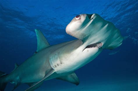 Lemon shark characteristics 9 meters (5 to 6 feet) long and only weighs 20 to 25 kilograms (44 to 55 pounds)