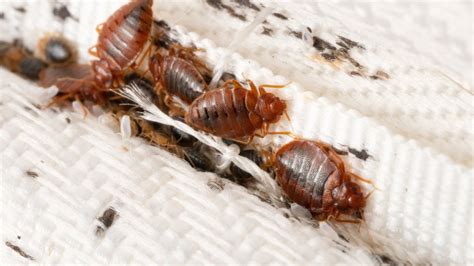 Leo house new york bed bugs  They are active at night and during the day, hide in tiny crevices in mattresses, box springs, bed frames, furniture, floors, or walls