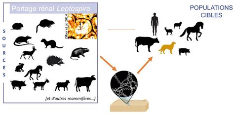 Leptospirose virbac  La leptospirose est une maladie infectieuse cosmopolite provoquée par une bactérie, Leptospira interrogans