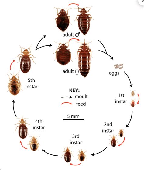 Linq bed bugs  Then, dry them on the