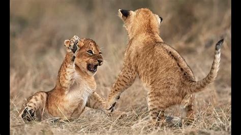 Lion cub roar sound effect Perfect lion roar sound effect