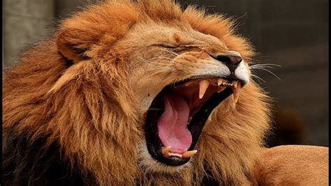 Lion sound test Subscribe!!!!#lion #snoring #soundeffects