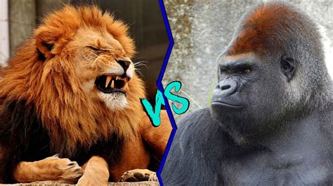 Lion vs silverback gorilla  African Lion