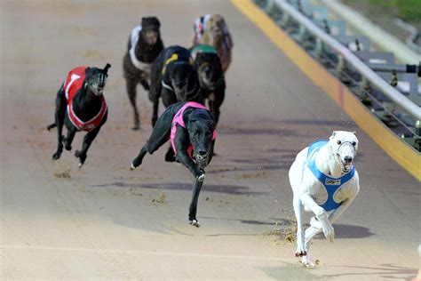 Live dog racing near me Find contact info and racing times for your nearest stadium