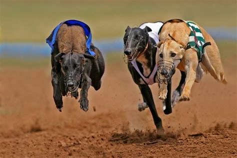 Live dog racing near me  Winners Edge Program Counter Hours