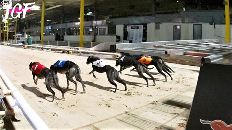 Live dog racing online Email