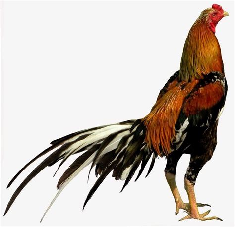 Logo ayam bangkok  39+ gambar ilustrasi ayam, trend saat ini! Sribu logo design logo desain untuk peternakan ayam h i