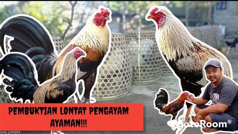 Lontar pengayam ayam  Ada pun penamaan ayam di dalam sabung ayam di Bali diantaranya: Buik, me… Sebelum membaca ringkasan dari Lontar Pengayam-ayaman di bawah ini, sebaiknya pembaca mengetahui dulu nama penamaan ayam di Bali secara umum, sehingga para pembaca tentang lontar pengayam-ayam ini tidak bingung dengan istilah-istilah sebutan nama ayam di Bali