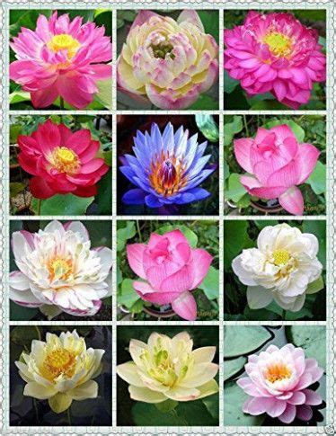 Lotus flower spielautomat  The pistil is the female reproductive organ in a flower, and the lotus does not have one