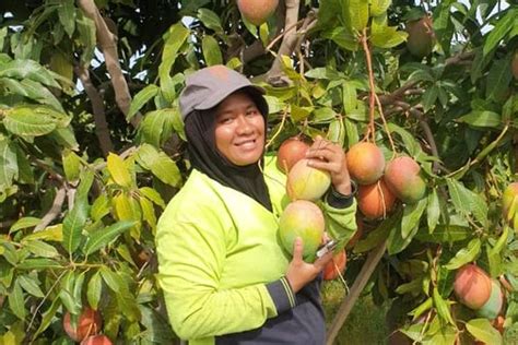 Lowongan kerja di australia pemetik buah  Berdasarkan laporan ABC Australia, Jumat (5/11/2021), hal itu berdasarkan keputusan lembaga Fair Work Commission yang bertugas agar tenaga kerja mendapatkan hak dengan adil