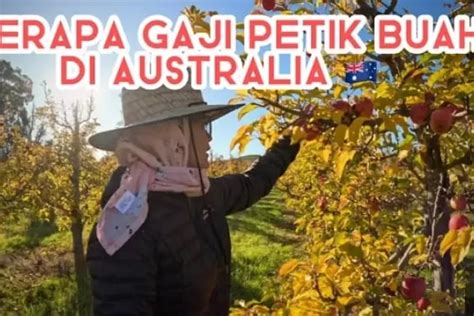 Lowongan pemetik buah di australia  Setiap pemetik buah rata-rata per jam mendapatkan antara AUD15 dan 20