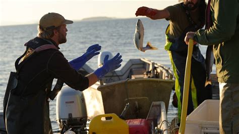 Lummi fishing supply 14 Clam, Oyster, Bivalve Harvest 10