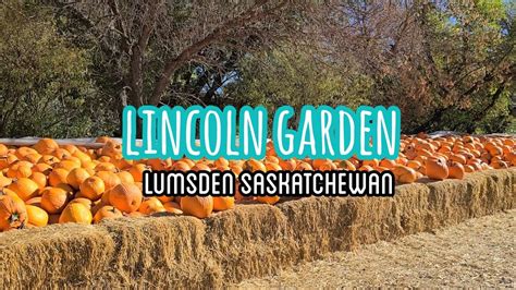 Lumsden pumpkin patch  to 2 p