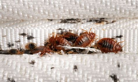 Luxor bed bugs <strong> Oct 5, 2023, 6:38 AM</strong>