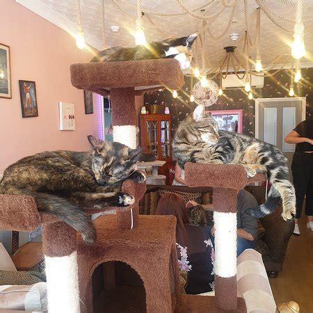 Mad hatter cat cafe eastbourne  The Mad Catter Cat Cafe: Brilliant experience - See 71 traveler reviews, 93 candid photos, and great deals for Eastbourne, UK, at Tripadvisor