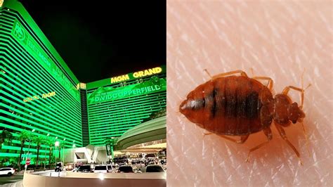 Main street station las vegas bed bugs  Went down to show them the bug and they threw it away without killing it