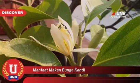 Makan bunga kantil Makan Bunga WIJAYA KUSUMA Setelah Mekar | Manfaat LUAR BIASA Dari Kembang Wijaya Kusama Pada malam hari tadi kebetulan bunga wijaya kusuma ku mekar tanpa bua