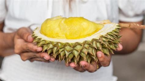 Makan durian saat hamil tua  Buah yang dikenal berkulit tajam itu bisa bermanfaat bagi ibu hamil karena mengandung vitamin dan mineral juga organo sulfur dan triptofan yang kaya
