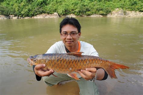 Malaysia fish hunter  Maxx Peacock Fish Encyclopedia – Kenali Ikan Pendatang yang mendiami Malaysia
