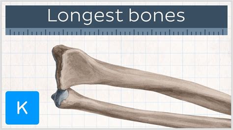 Malformed frenzy bone 16 Malformations and Deformities