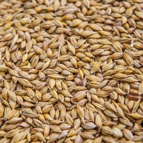 Malted barley suppliers uk S