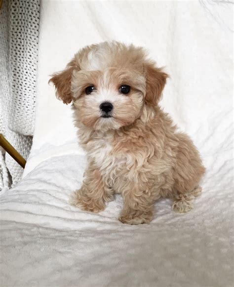 Maltipom puppies for sale near me  She is a beautiful 10 week old Maltipoo