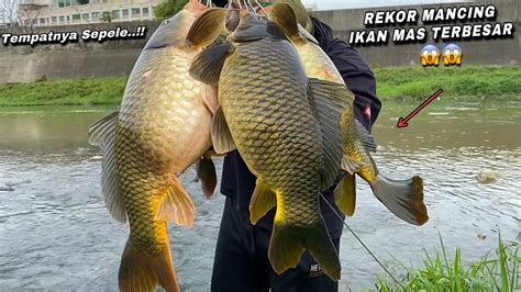 Mancing dapat ikan lele togel io