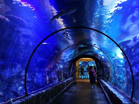 Mandalay bay shark reef prices  The facility is 95,000 sq ft (8,800 m ), and displays numerous species of sharks , rays , fish , reptiles , and