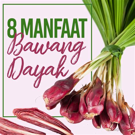 Manfaat bawang dayak untuk asam lambung  Rutin mengonsumsi tanaman khas Kalimantan