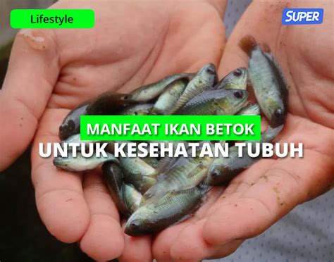 Manfaat ikan betok co