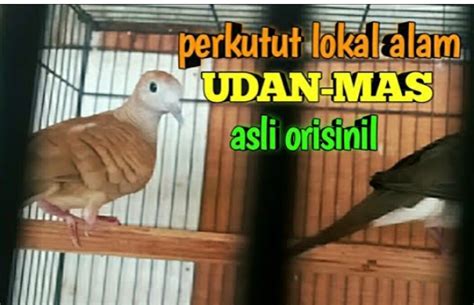 Manfaat memelihara burung tekukur 1