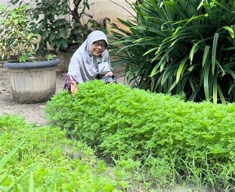 Manfaat rebusan daun kenikir dan seledri  Teh daun seledri ini diminum dua kali sehari pada pagi dan sore hari, masing- masing sebanyak