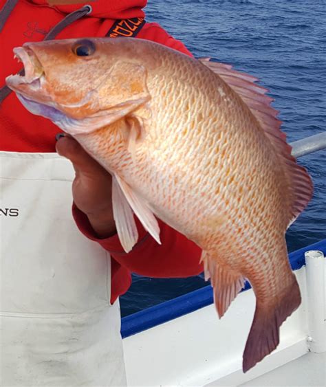 Mangrove snapper size  "The thump of an 8-pound cubera snapper is like that of a 30