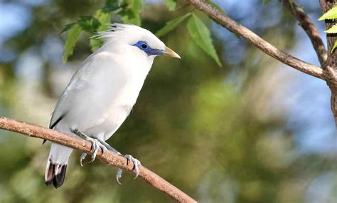 Manuk jalak bali ngabogaan ciri khusus iwalti  Untuk Burung jalak bali dan penjelasannya yaitu dengan panjang badannya kurang lebih 25cm, dari suku Sturnidae