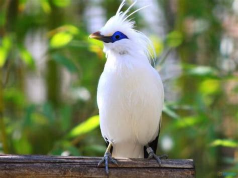 Manuk jalak bali ngabogaan ciri khusus iwalti  Usaha tersebut pelan-pelan membuahkan hasil hingga pada 2015 jumlah