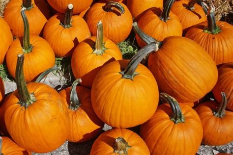 Marana pumpkin patch photos  3